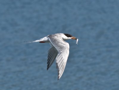 Forsters Tern _8069093-2.jpg