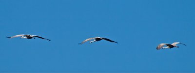 Sandhill Cranes _B095437.jpg