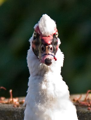 Domesticated Muscovy Drake  _B186136.jpg