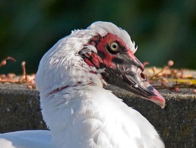 Domesticated Muscovy Drake  _B186141.jpg