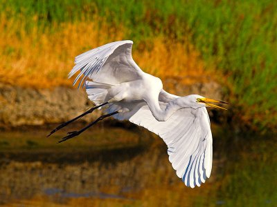 Great Egret at Dawn _7235573-01