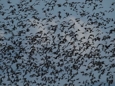 Godwits _2076229