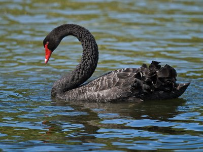 Black Swan _2055843