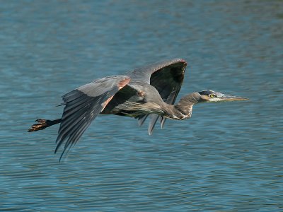 Great Blue Heron A082188-2