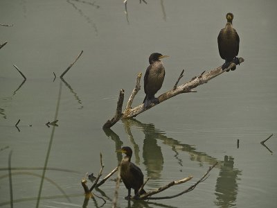 Cormorants in the fog _9271626