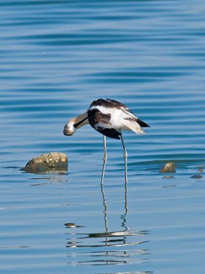 Avocet preening _7318659