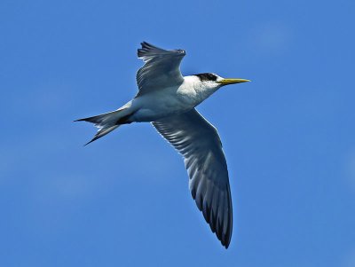 Crested Tern _9121038.jpg