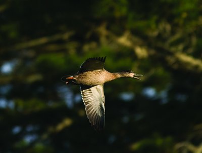 female Mallard _9050485.jpg