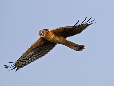 Northern Harrier _C112355.jpg