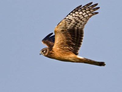Northern Harrier _C112356.jpg