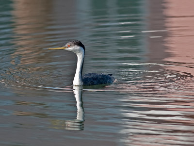 Weatern Grebe _A235696.jpg