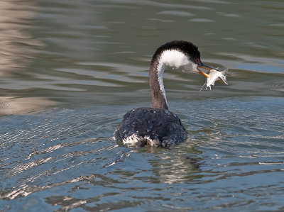 Western Grebe _A235700.jpg