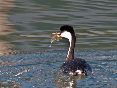 Western Grebe spearfishing _A235709.jpg