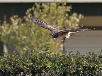 Harrier _B133405.jpg