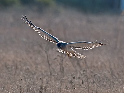 Male Harrier _B132879.jpg