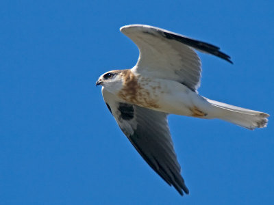 Juvenile White-tailed Kite _6125282.jpg