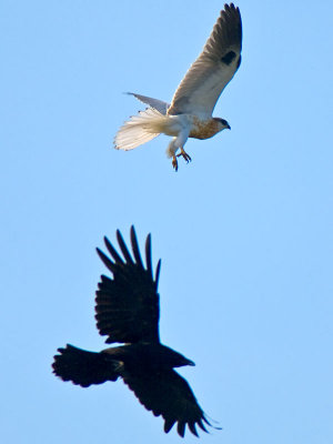 Kite and Crow _6135308.jpg
