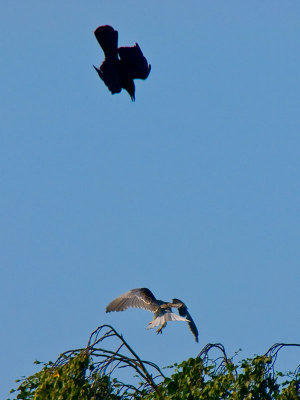 Kite and Crow _6135311.jpg