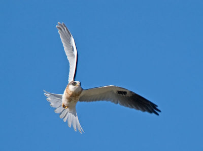 Juvenile White-tailed Kite _6115150.jpg