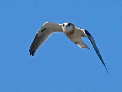 Juvenile White-tailed Kite _6125278.jpg