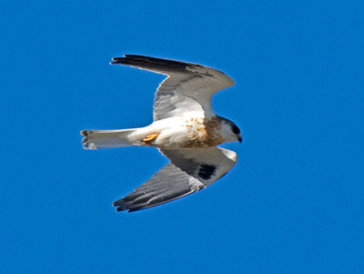 Juvenile White-tailed Kite _6115137.jpg
