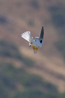 Juvenile White-tailed Kite _6155510.jpg