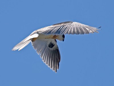 Juvenile White-tailed Kite _6155536-2.jpg
