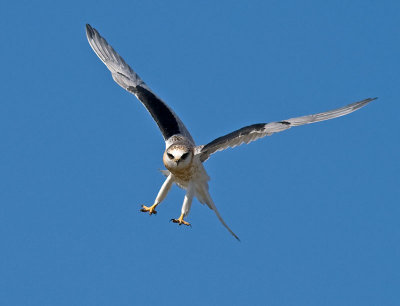 Juvenile White-tailed Kite _6216252.jpg