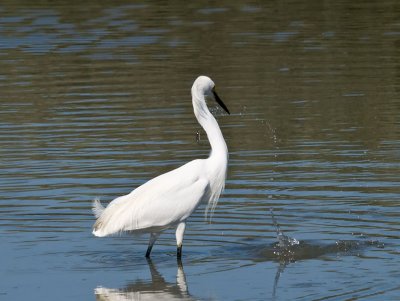 Snowy with fish _6195934.jpg