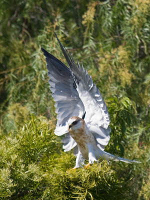 Juvenile White-tailed Kite landing _6165632.jpg