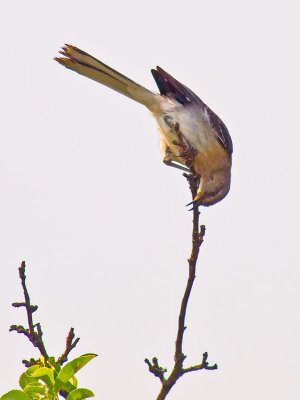 Mockingbird at Dawn _6246501.jpg