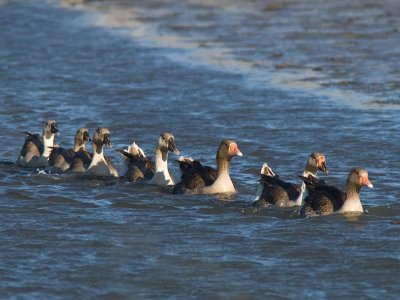Greater White-fronted Geese _6043376.jpg