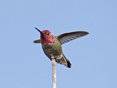 Male Annas _5100901.jpg