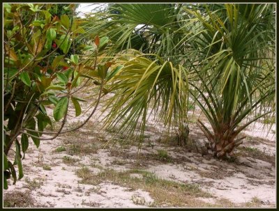 sand palms.jpg