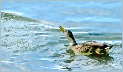 painted duck.jpg