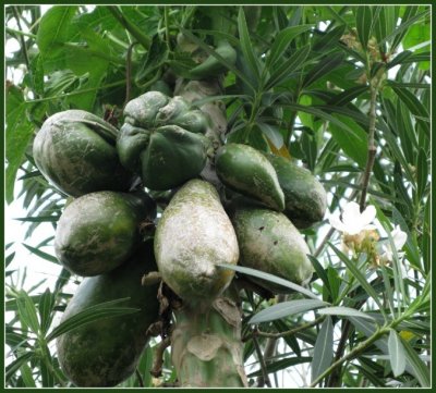 papayas unripe.jpg