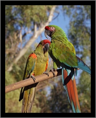 Red Fronted and Military Macaws Chance Encounter