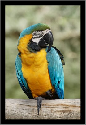 Blue and Gold Macaw #19