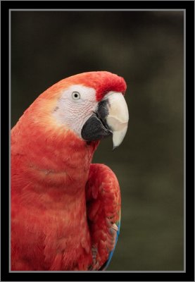 Scarlet Macaw #7c