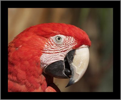 Red and Green (AKA Green Winged) Macaw