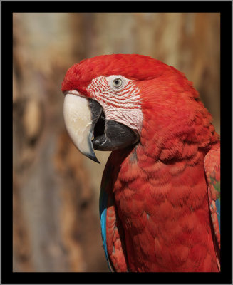 Red and Green Macaw (aka Green Winged) #9