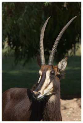 Sable Antelope #13