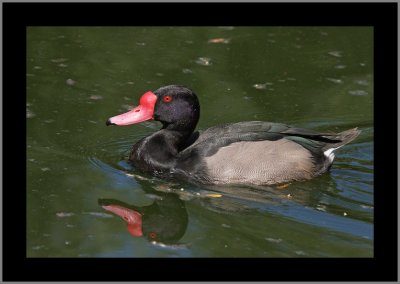 Rosy-Billed Pochard