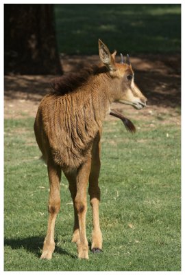 Young Sable Antelope Kid #4 Growing Mane and Horns