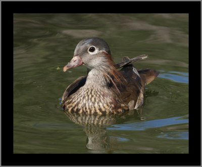 Male in Eclipse Plumage