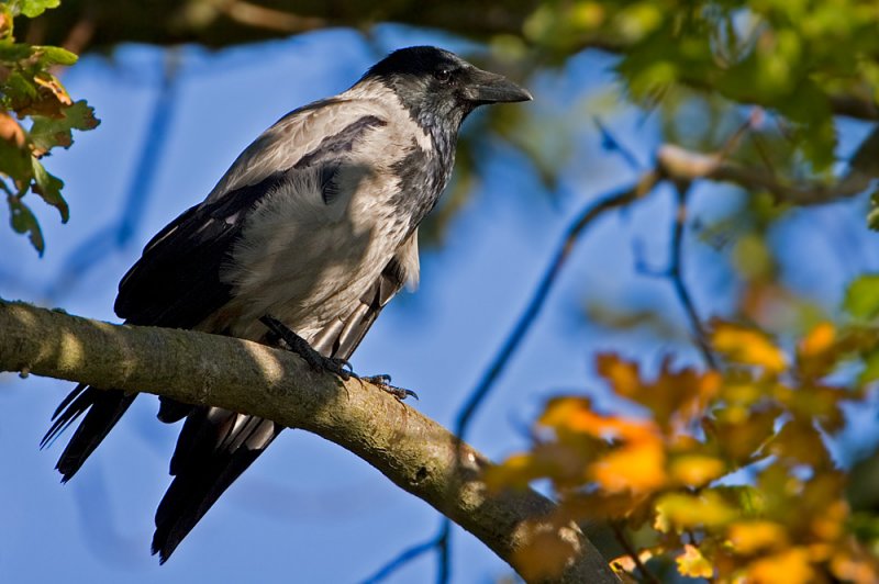 Carrion Crow