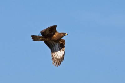 European Honey-buzzard