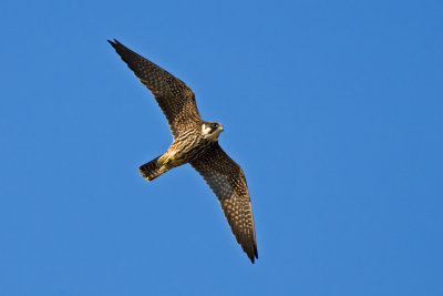 Eurasian Hobby