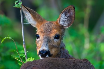 Roe Deer