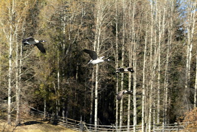 2006_1011_142148-1.JPG